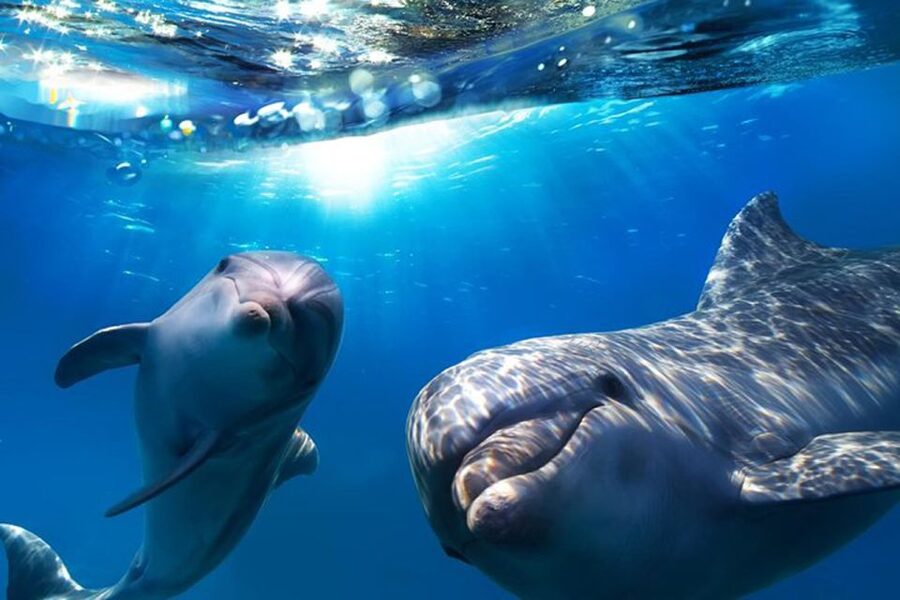 Gran Canaria: Dolphin and Whale Watching Cruise - Leaving Puerto Rico at 10:15