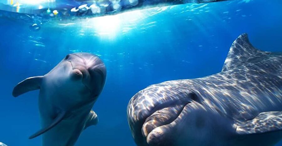 Gran Canaria: Dolphin and Whale Watching Cruise - How the crew shapes the outing