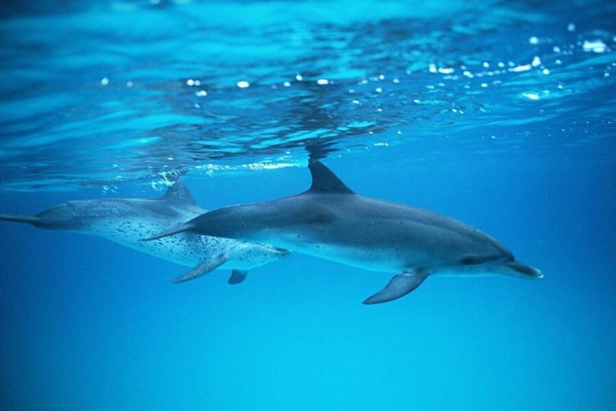 Gran Canaria: Dolphin and Whale Watching Cruise - Comfort, seating, and the cash bar