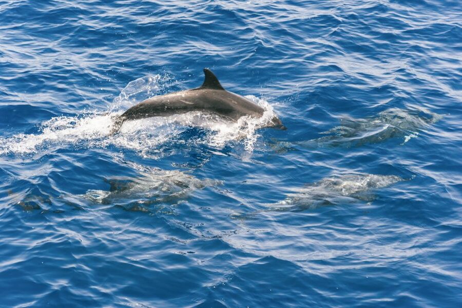 Gran Canaria: Dolphin and Whale Watching Cruise - What a typical 2.5 hours feels like