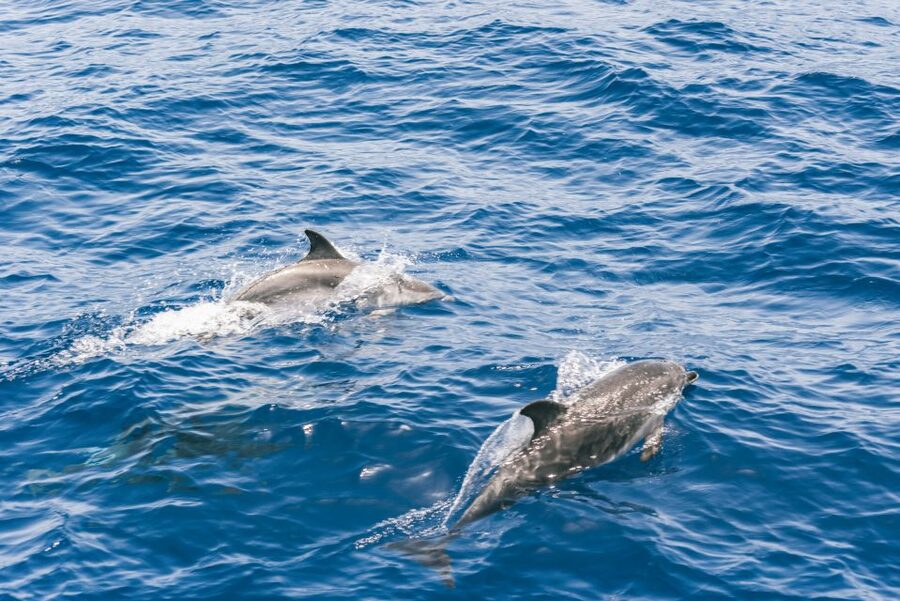 Gran Canaria: Dolphin and Whale Watching Cruise - Getting the best wildlife views
