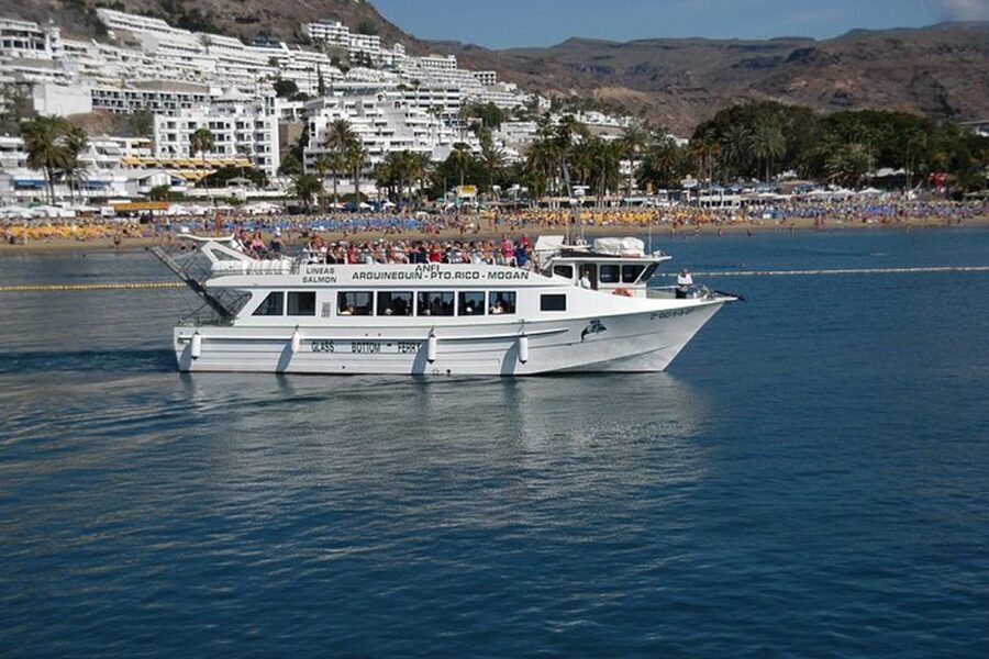 Gran Canaria: Dolphin and Whale Watching Cruise - Is $40 good value?
