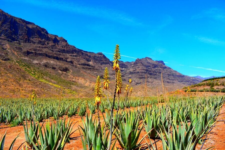 Gran Canaria: Full-Day VIP Tour by Bus - Lunch costs extra but can be a smart choice