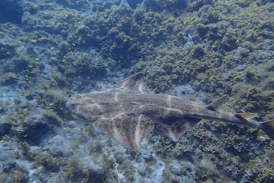 Gran Canaria:Live an Adventure and Learn to Dive with Expert - Learning to breathe underwater at Playa de Amadores