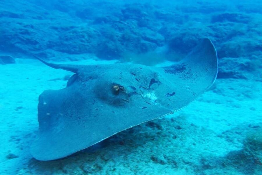 Gran Canaria: Snorkeling Trip - Returning to Puerto Rico by boat