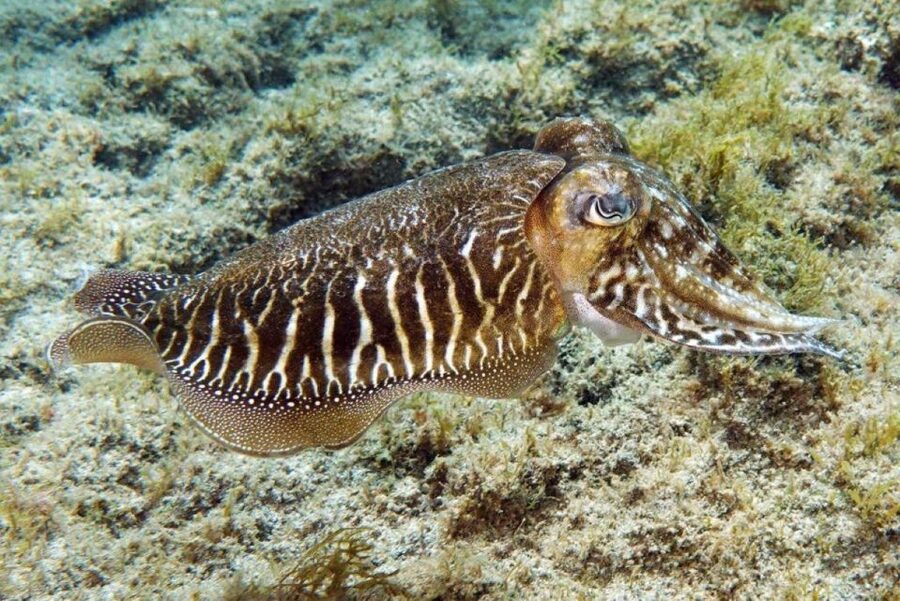 Gran Canaria: Snorkeling Trip - Should you book the Gran Canaria snorkeling trip?