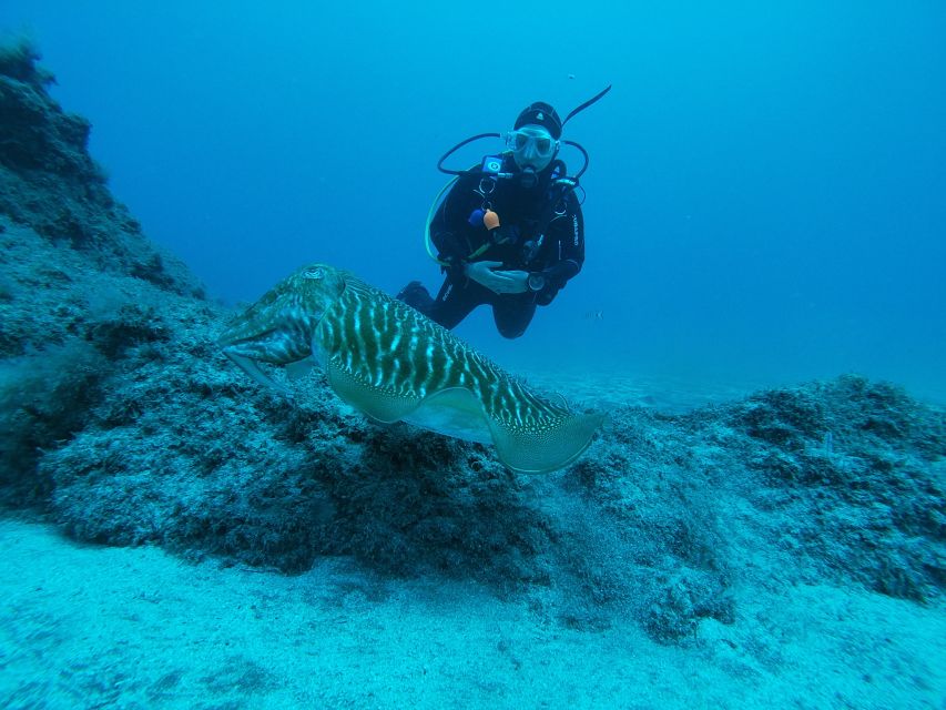 Gran Canaria: Try Scuba Diving for Beginners - One hour among Gran Canaria’s fish
