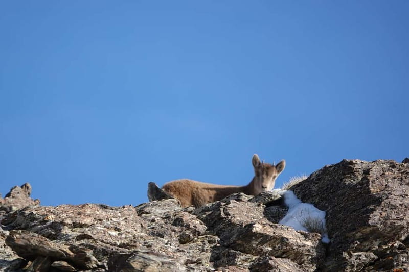 Granada: Sierra Nevada Safari Tour to 2500 m with a Drink - An hour and a half at the mountain hut