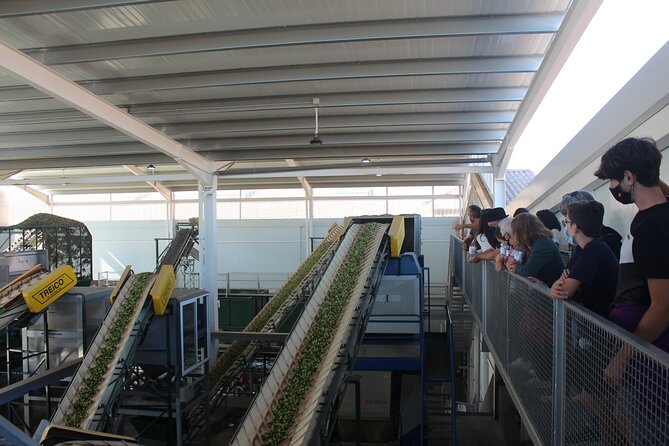 Guided tour and olive oil tasting in Alhaurin el Grande (Málaga) - A good fit for families and food-focused visitors