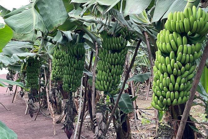 Guided tour of the Banana World - Getting there from Las Palmas and the cruise port
