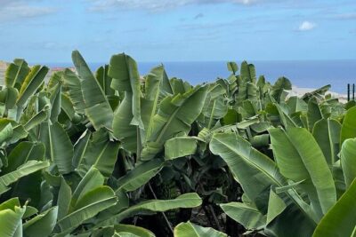 Guided tour of the Banana World