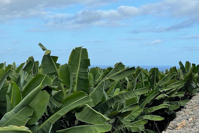 Guided tour of the Banana World - Timing, group size, and what to expect