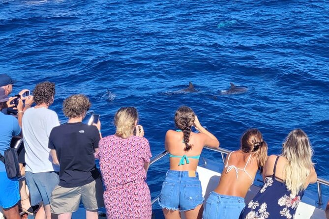 Half-Day Cruise Tour-Dolphin and Whale Watching - What the Three Hours at Sea Actually Involves
