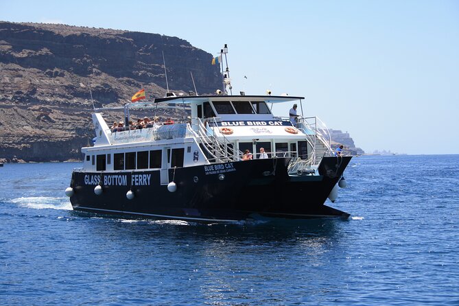 Half-Day Cruise Tour-Dolphin and Whale Watching - Swimming and Snorkeling Near the Coast