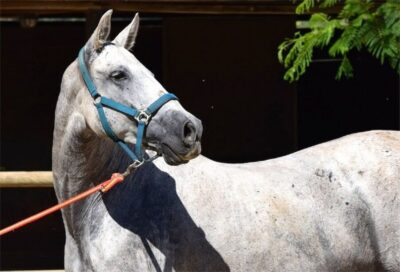 Horse-Drawn Carriage Ride Through Seville