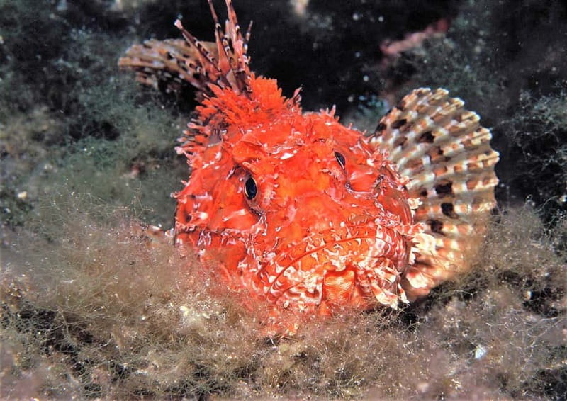 Ibiza Scuba Diving for Beginners and Snorkeling - Practical preparation before you go