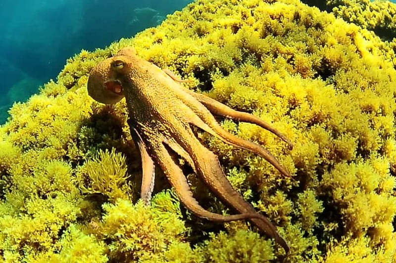 Ibiza Scuba Diving for Beginners and Snorkeling - Reaching the house reef at 8 meters
