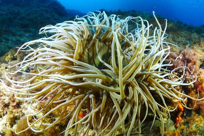 Ibiza Scuba Diving for Beginners and Snorkeling - Snorkel while another group is underwater