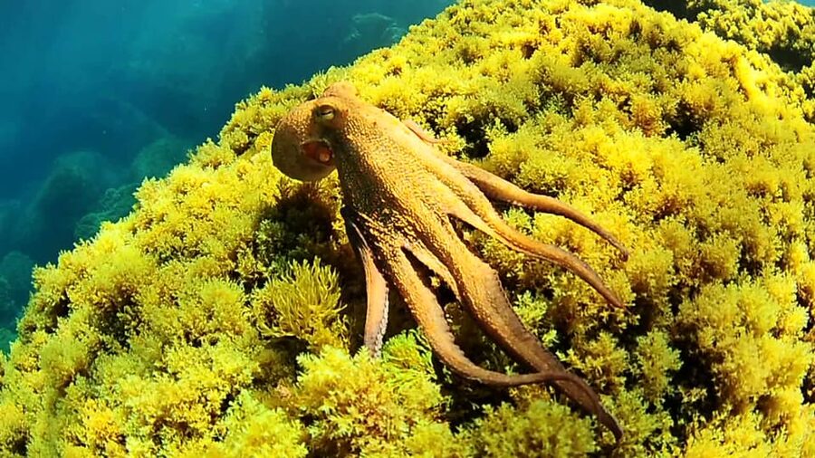 Ibiza: Snorkeling and SUP Paddle, Beach and Cave Boat Tour - Meeting the Boat at San Antonio