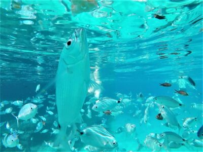 Snorkeling and SUP Paddle, Beach and Cave Boat Tour