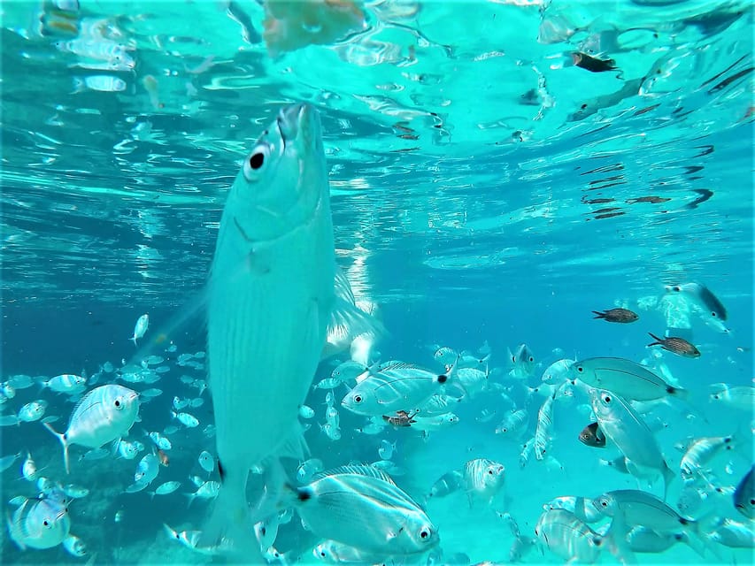 Ibiza: Snorkeling and SUP Paddle, Beach and Cave Boat Tour - The West Coast Cruise Begins