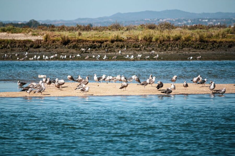 Isla Cristina/Isla Canela: Boat Trip Through the Marshes - Who will enjoy this Isla Cristina outing