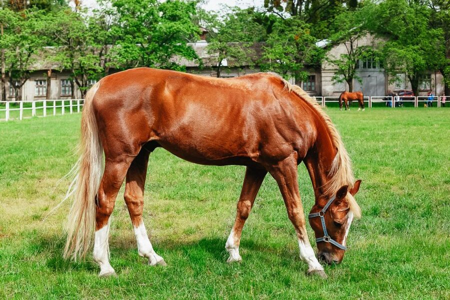 Jerez de la Frontera: How the Andalusian Horses Dance - Key things to know before you book