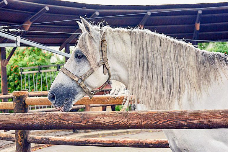 Jerez: Royal Andalusian School of Equestrian Art Admission - How the guided visit works