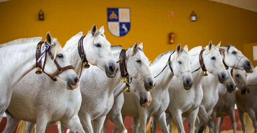 Jerez: Yeguada de la Cartuja Carthusian Horses Tour - Key points to know before you go