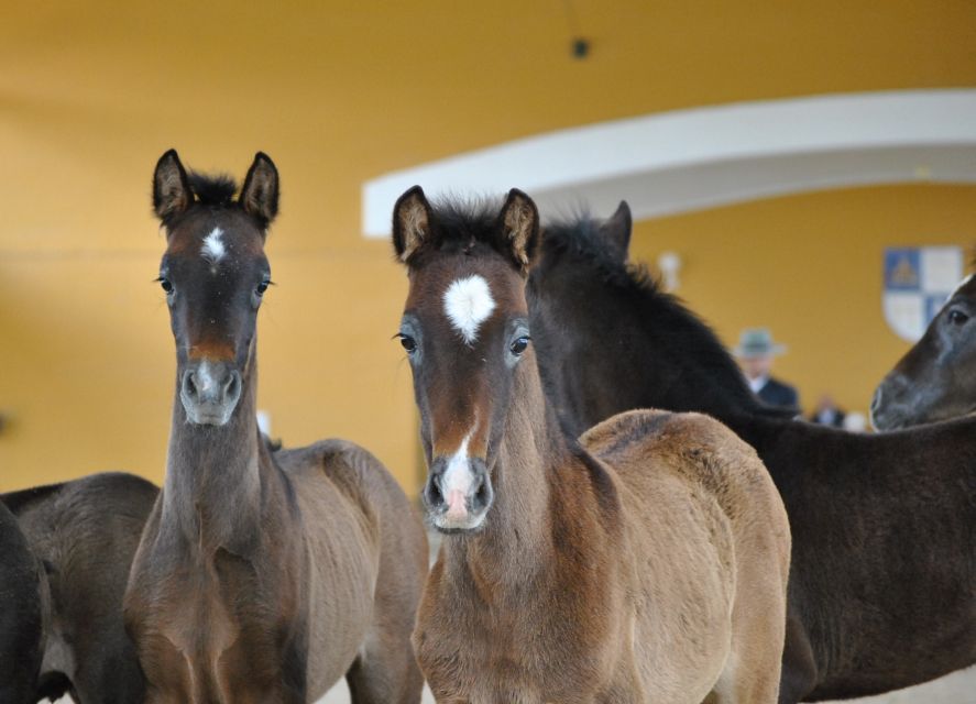 Jerez: Yeguada de la Cartuja Carthusian Horses Tour - Why the Carthusian horses matter near Jerez