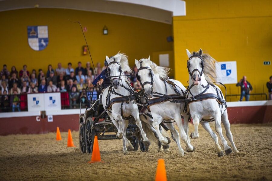 Jerez: Yeguada de la Cartuja Carthusian Horses Tour - Meeting the mares, colts, and foals