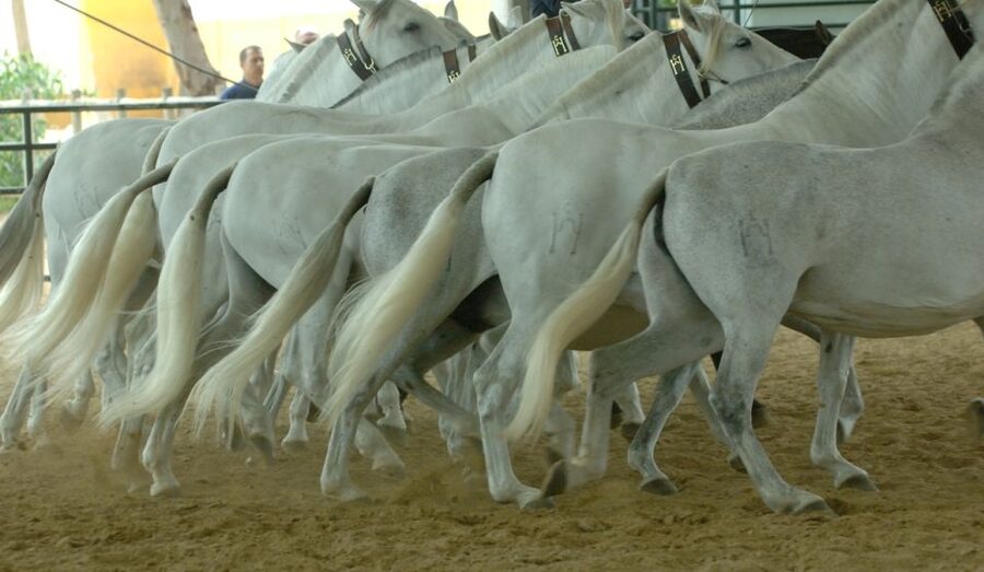 Jerez: Yeguada de la Cartuja Carthusian Horses Tour - From farm work to a one-hour dressage show