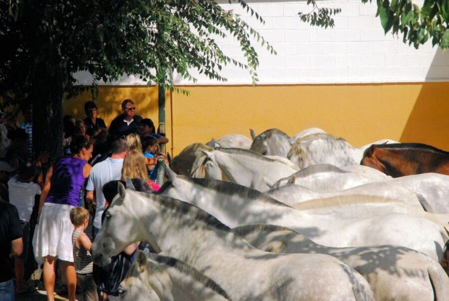 Jerez: Yeguada de la Cartuja Carthusian Horses Tour - A practical plan for booking
