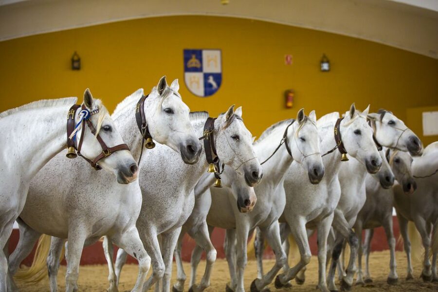 Jerez: Yeguada de la Cartuja Carthusian Horses Tour - Arriving at Fuente del Suero outside Jerez