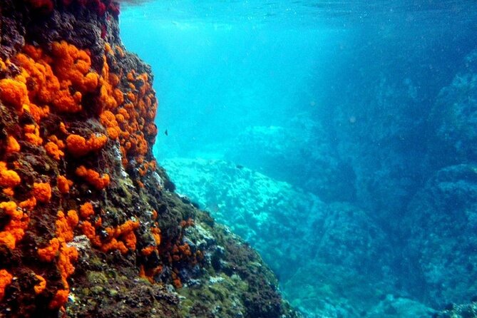 Kayak & Snorkel Tour in Cerro Gordo Natural Park, La Herradura - What the snorkeling stop is really like