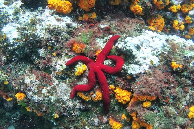 Kayak & Snorkel Tour in Cerro Gordo Natural Park, La Herradura - Getting to the meeting point