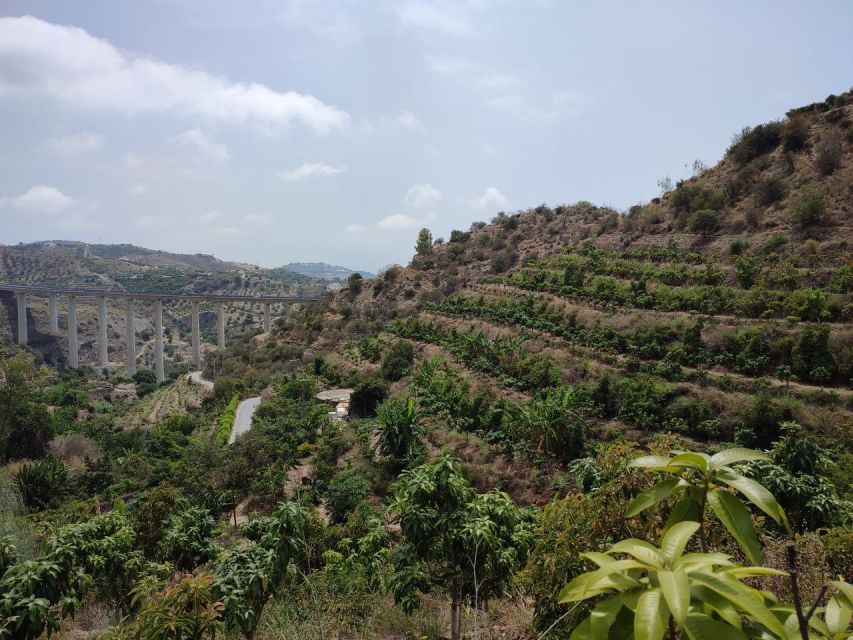 La Herradura Coffee Farm: tour in Europe's only plantation - Key points to know before you book