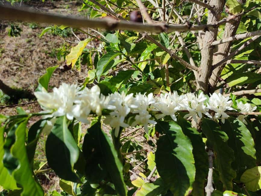 La Herradura Coffee Farm: tour in Europe's only plantation - Sea views and the 300-year-old cortijo