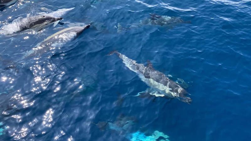 La Herradura: Sailing with a view of dolphins - Who will enjoy this sailing trip?