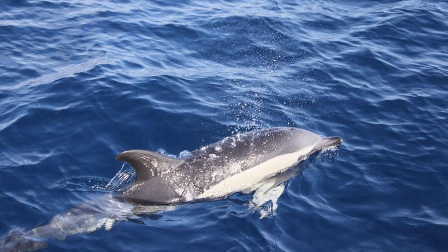 Lanzarote: 2.5-Hour Sunset and Dolphins Cruise - Leaving the old harbour on the Biosfera Jet