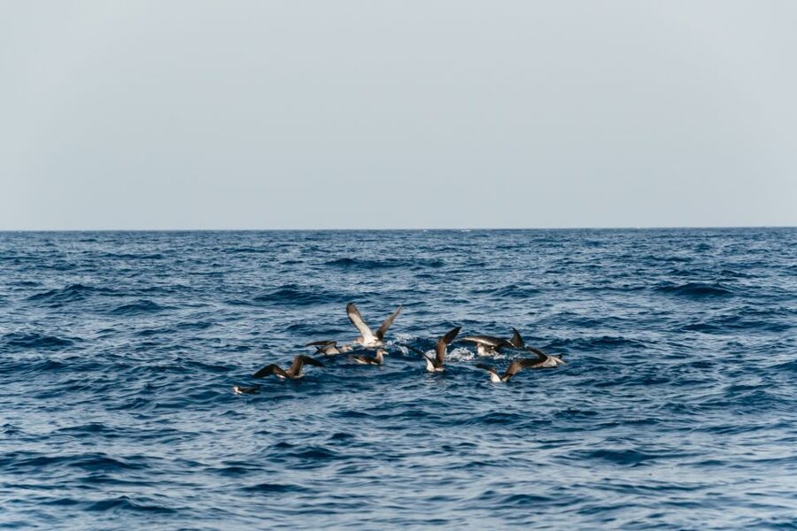 Lanzarote: 2.5-Hour Sunset and Dolphins Cruise - Searching the Atlantic for dolphins and whales