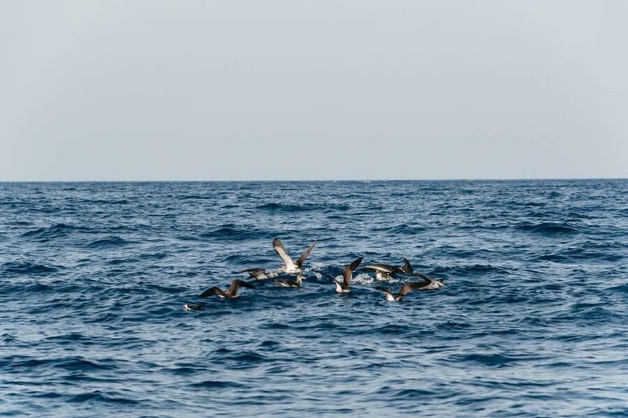 Lanzarote: 2.5-Hour Sunset and Dolphins Cruise - Sunset, champagne, and pastries on the way home