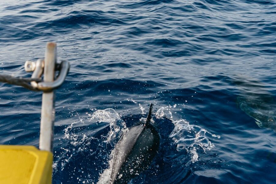 Lanzarote: 2.5-Hour Sunset and Dolphins Cruise - Who will enjoy this Lanzarote boat trip most