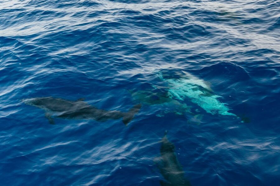 Lanzarote: 2.5-Hour Sunset and Dolphins Cruise - Practical tips for a smoother evening