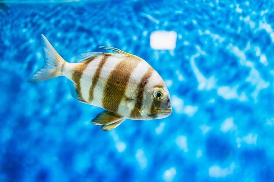 Lanzarote: Aquarium Entry Ticket - Key points to know before you go