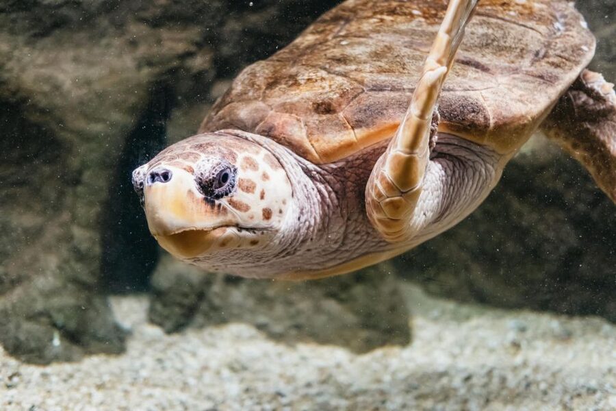 Lanzarote: Aquarium Entry Ticket - Staff, language, and the self-guided format