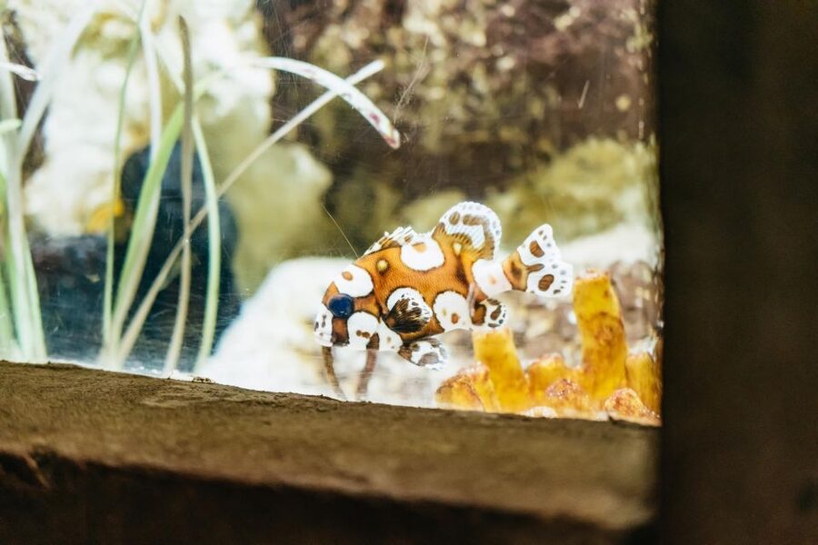 Lanzarote: Aquarium Entry Ticket - Tropical fish and coral reef colors