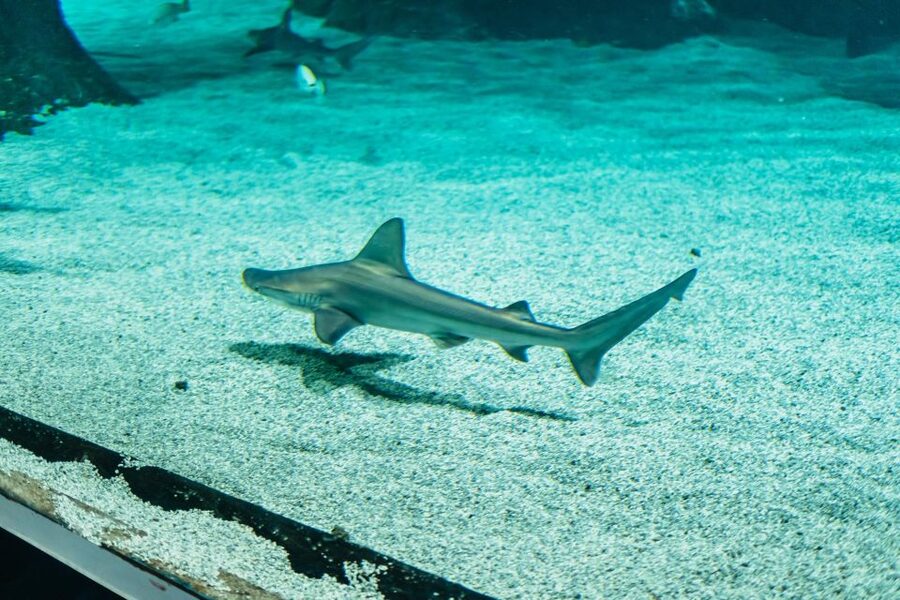 Lanzarote: Aquarium Entry Ticket - The open-sea tanks and underwater tunnel