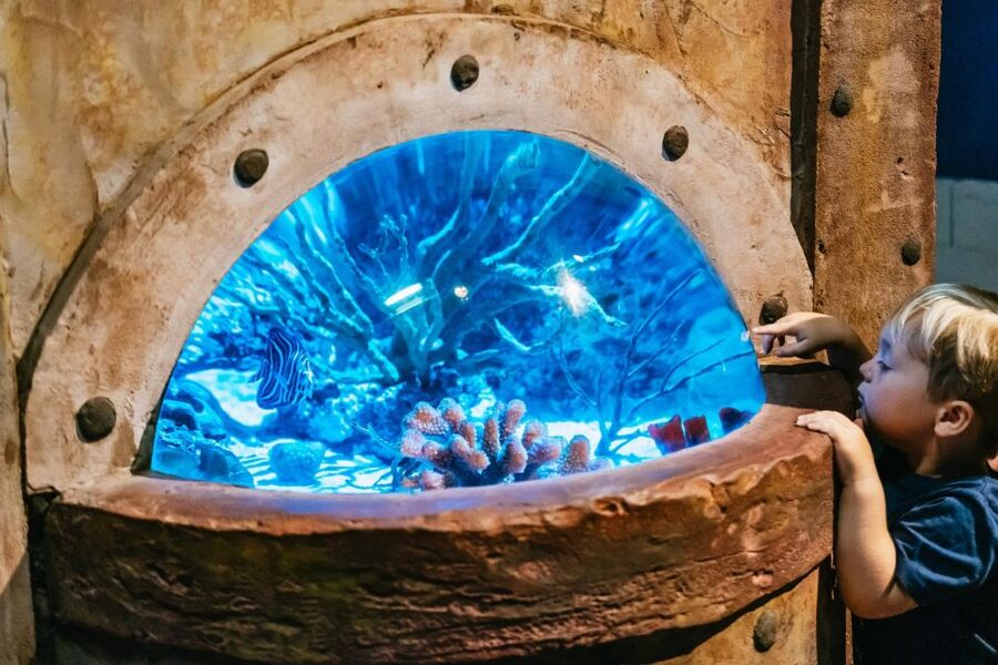 Lanzarote: Aquarium Entry Ticket - Feeding times are worth planning around