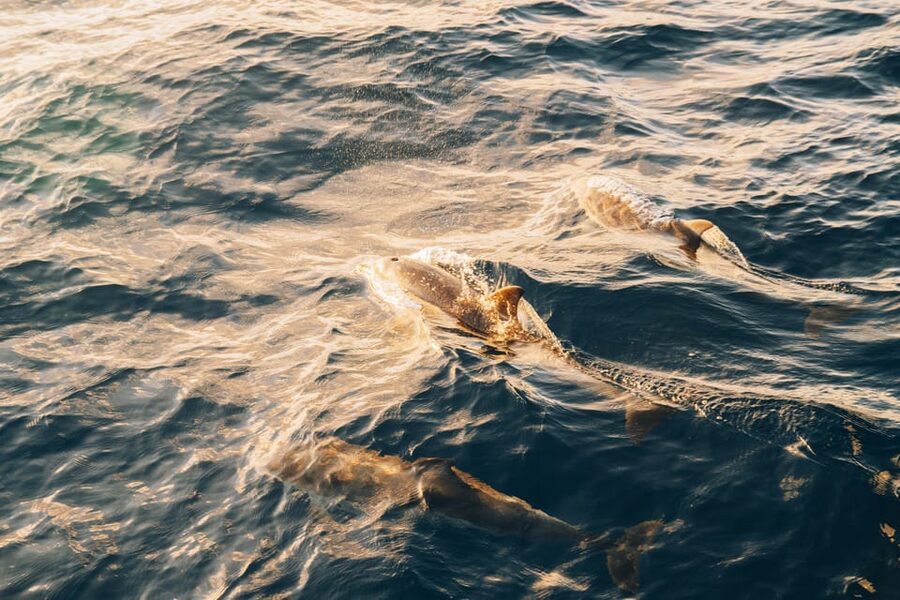 Lanzarote: Dolphin-Watching Sunset Cruise with Transfers - Setting sail from Puerto del Carmen